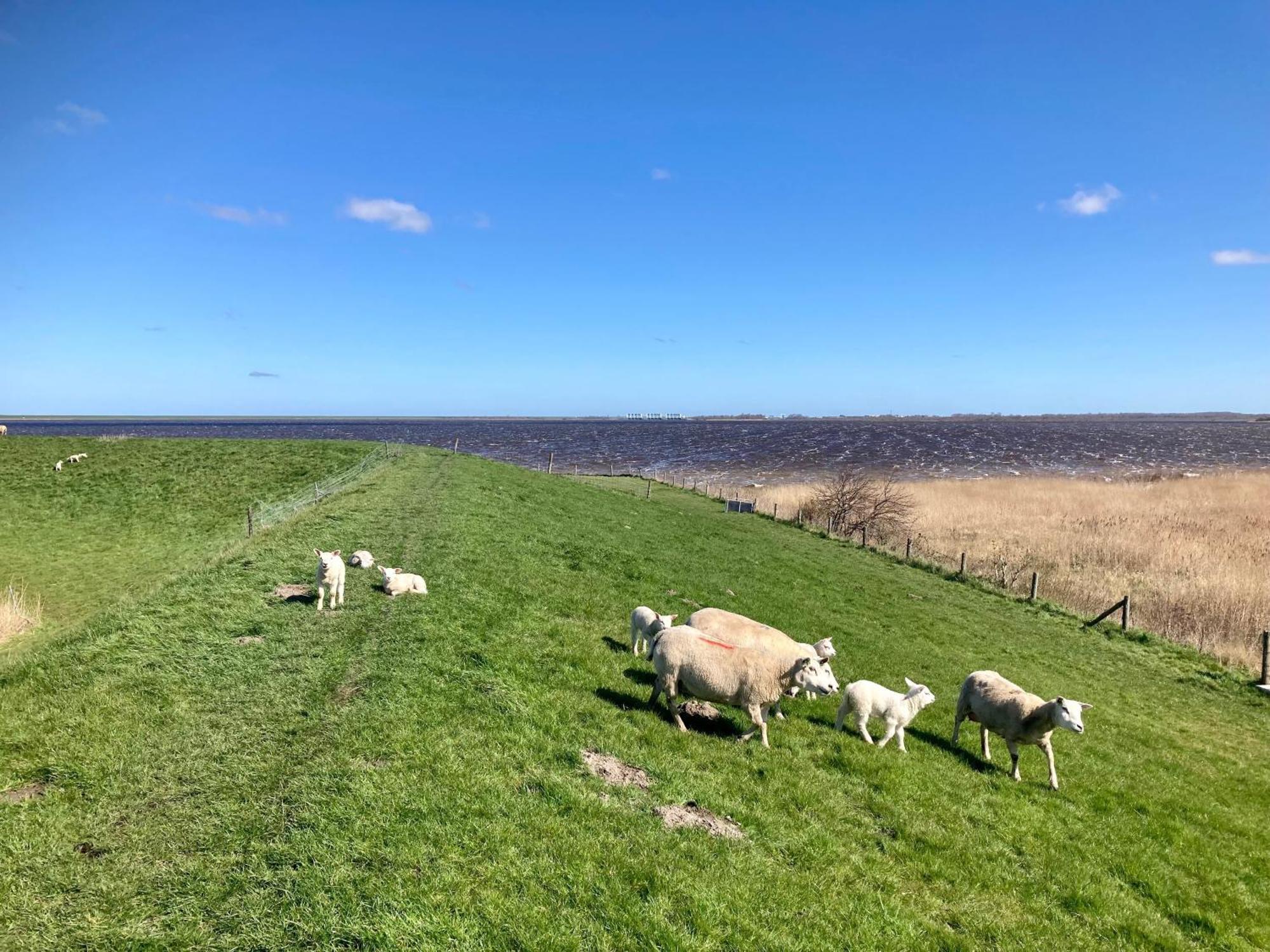 Haus Gaby Direkt Am Lauwersmeer Anjum Bagian luar foto